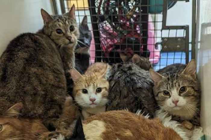 50 cats kept in horrific conditions in house including in cages and dirty cupboard under the stairs