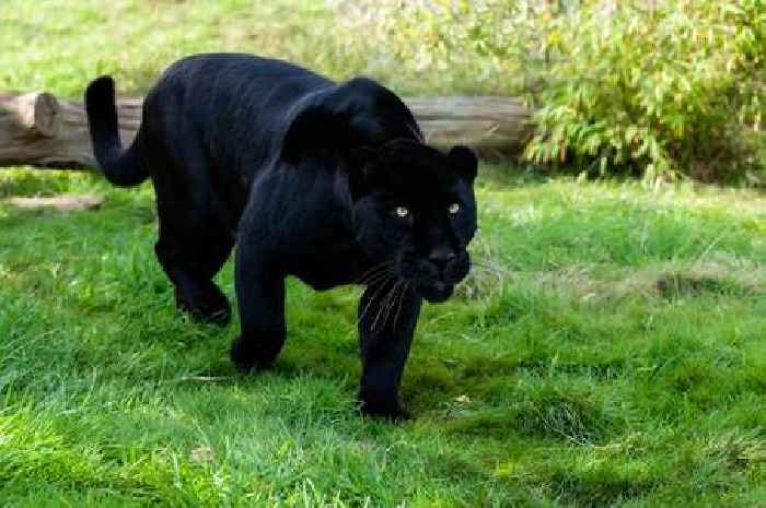 The 'black panther' once seen roaming the Somerset countryside