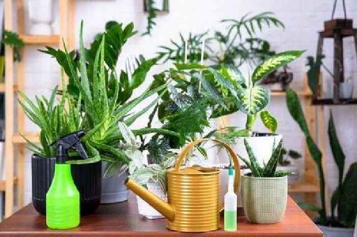 Houseplants get 'natural boost' from kitchen scrap you throw away