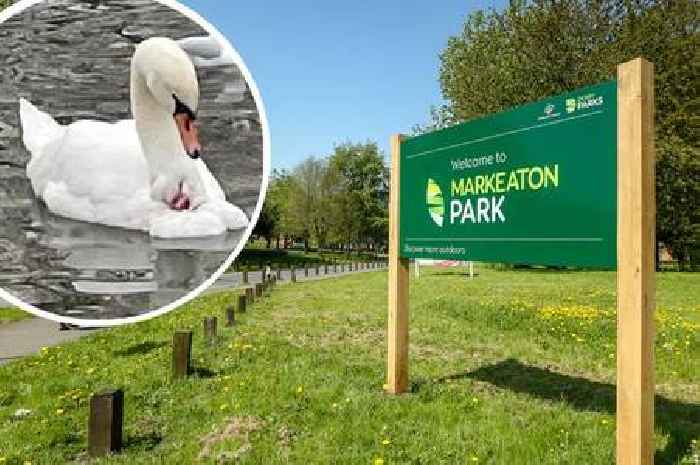 Vicious dog attack in Derby park leaves swan with brutal injuries as sanctuary calls for change