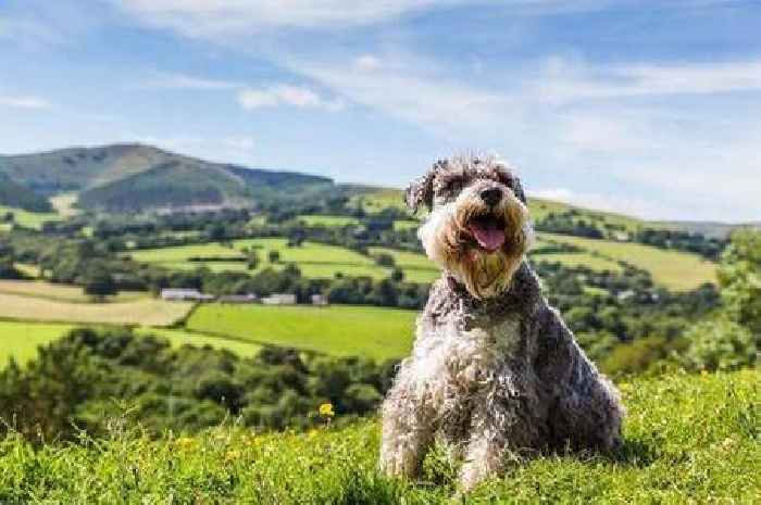 Dog trainer shares top three ideal breeds for families looking to avoid shedding at home