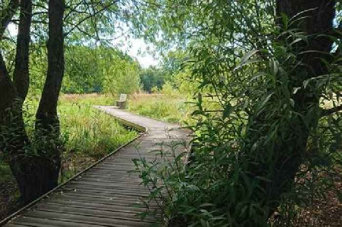 The underrated Surrey riverside dog walking route with pub and lake