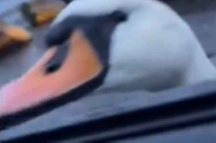 Scots couple in stitches after snappy swan targets their car at local park