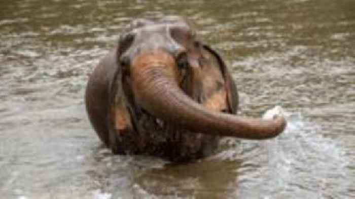 'Stressed' elephant kills Spanish tourist in Thailand