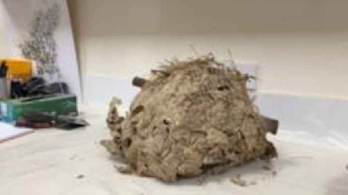 Watch: Asian hornet team dissect a nest