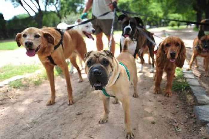 'I'm a dog trainer – there's one breed I deem to be king above all the rest'