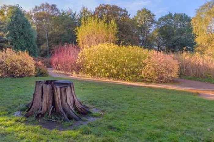 Urgent warning to anyone removing a tree stump in their garden