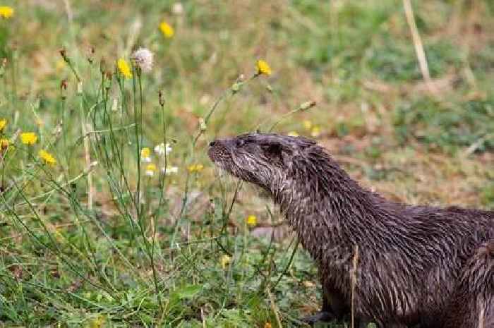 Patch of Devon to become wild otter haven