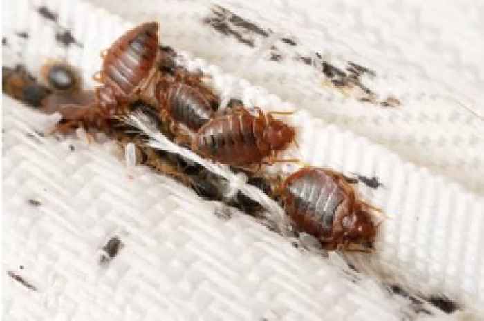 Glasgow named 'bedbug capital' of Scotland as residents battle hundreds of infestations