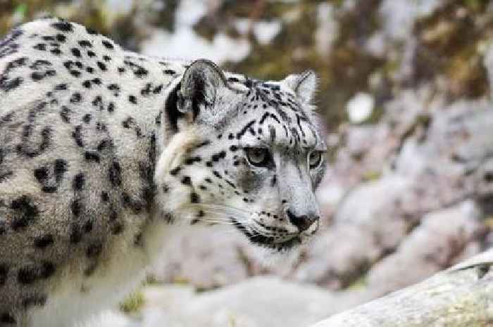 Scotland's Highland Wildlife Park announces unexpected death of 'beloved' snow leopard