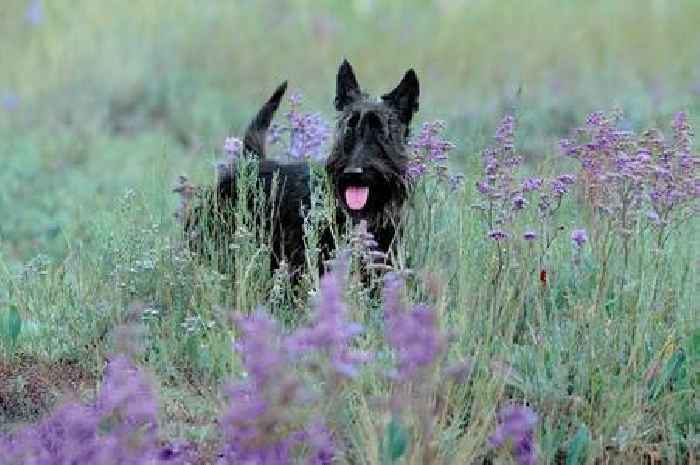 The 'best' Scottish dog breeds according to experts - see the top 10