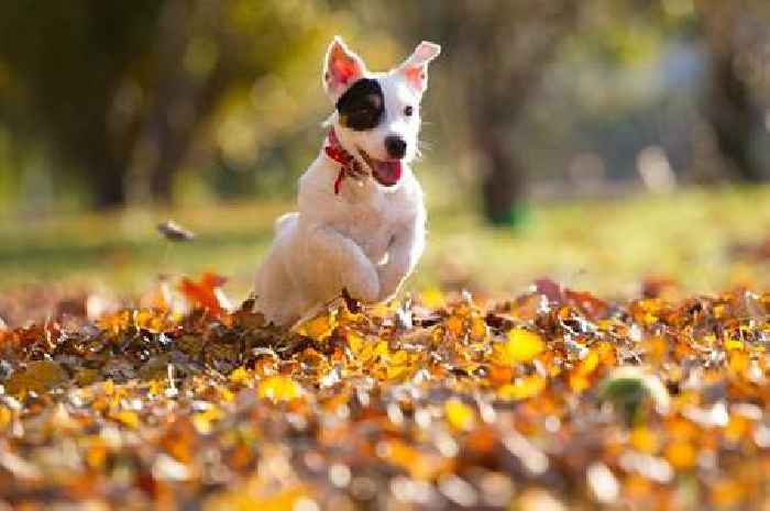 Top five dog breeds for 'first-time owners' – and one is predictable