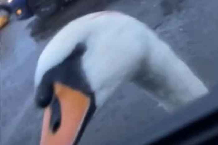 Wishaw couple left flabbergasted after snappy swan targets car at local park