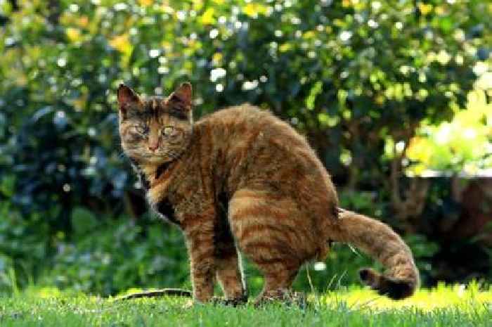 Stop cats pooing in your garden when you use 2 common household items they ‘detest’