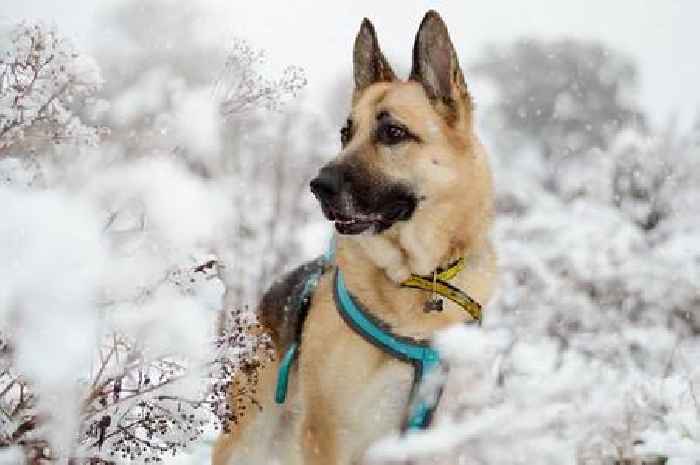 Dogs Trust issue warning advising owners to keep pets away from floods and ice