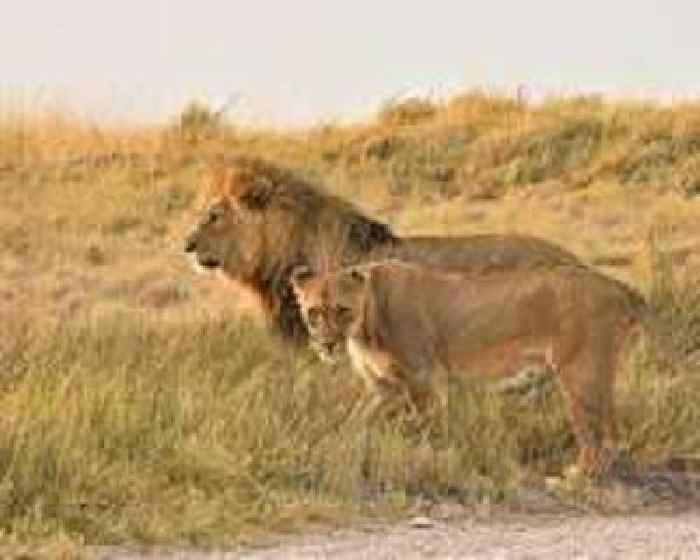 Lost boy survives five days in Zimbabwe park teeming with lions