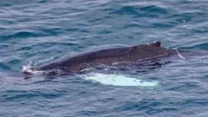 Possible rare whale sighting being investigated