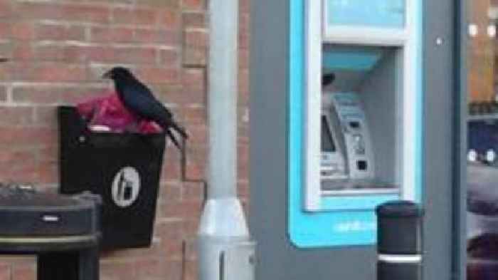 Russell the crow leaves shoppers in a flap