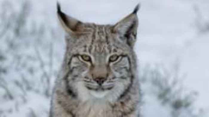 Why were lynx loose in the Highlands?