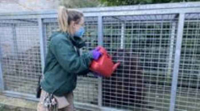 Zoo animals enjoy a warm drink on a cold day