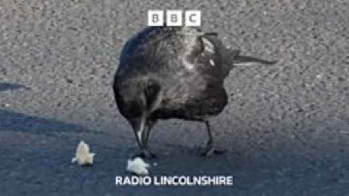 Caw blimey! Crow stalks North Hykeham supermarket