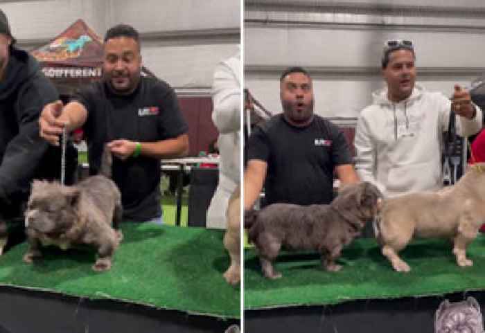 Dog Show Dudes Get Into a Heated Argument About Which Breed Is the ‘New Wave’