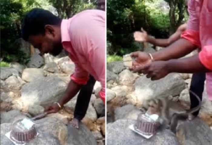 Man’s Birthday Cake Gets Nabbed by Asshole Monkey