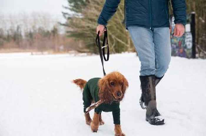 Dog trainer says little-known mistake owners make on walks that might 'harm' pet