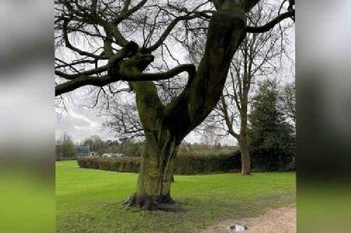 Council reveals it had 'no choice' but to cut down town's 'most beautiful' tree