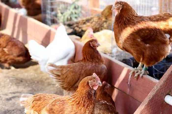 Bird flu symptoms seen in humans as US reports first-ever death