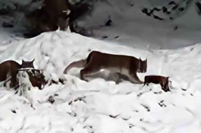 Two lynx 'illegally released' captured 'humanely' after