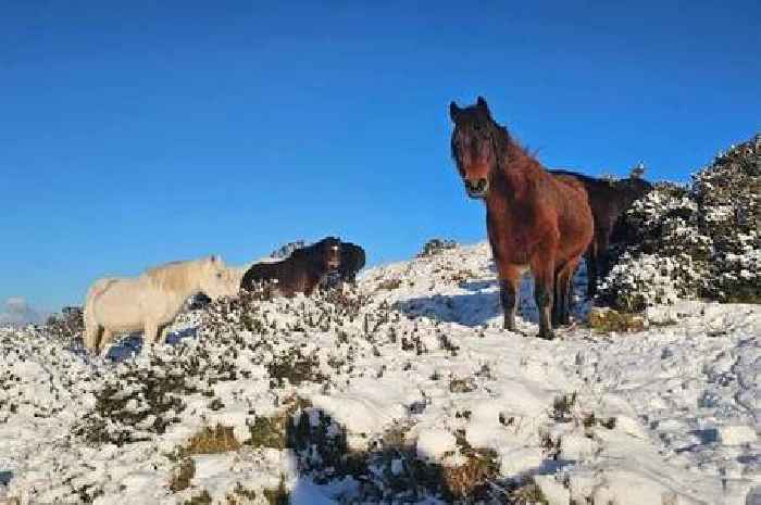 Beautiful pictures showcase gorgeous snowy scenes on Dartmoor