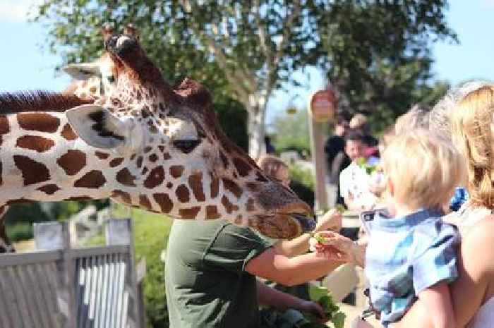 Exclusive: Woman 'fractured wrist' and boy 'cut head' after horror incident at Colchester Zoo Halloween events