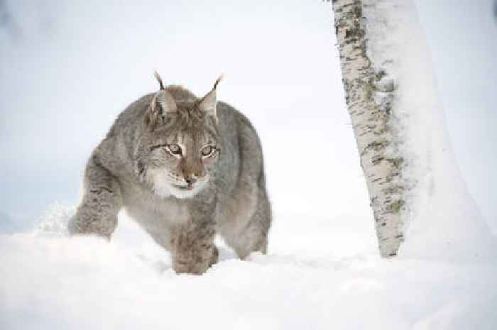  Lynx could return to Scotland – but not through unwelcome illegal releases