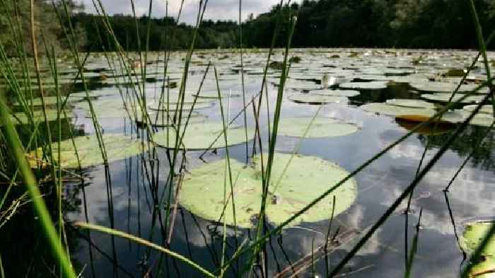 New research shows a quarter of freshwater animals are threatened with extinction