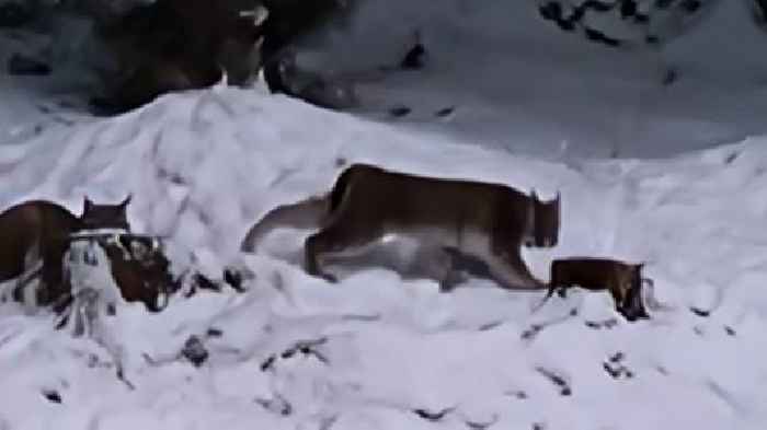 Two lynx captured in Scottish Highlands after suspected 'illegal release'