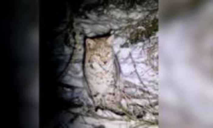 Watch the moment two lynx are recaptured in the Highlands