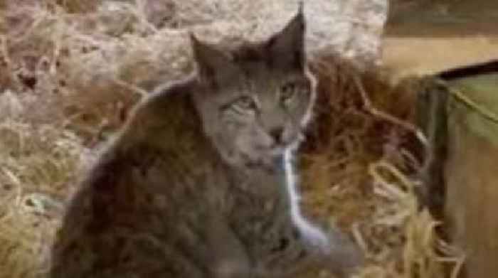 The quest to catch the Cairngorms' mysterious lynx