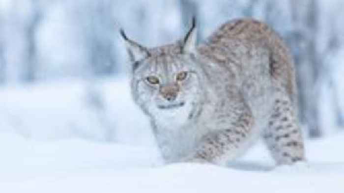 Two more lynx spotted in the Highlands, a day after others recaptured