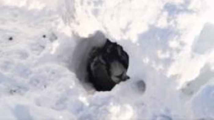 Farmer rescues sheep from snow drift