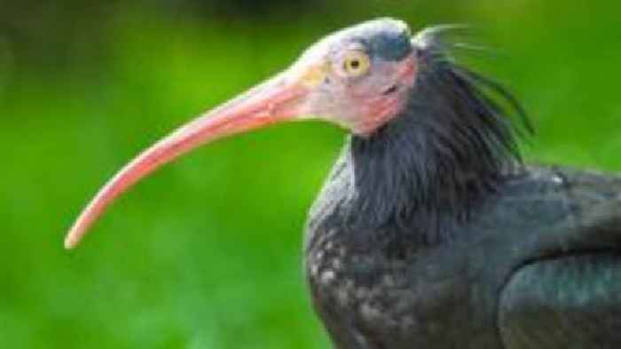 Exotic birds escape zoo damaged by heavy snow