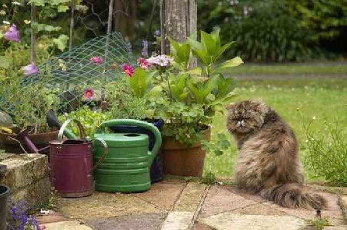 Stop cats fouling in your garden with simple deterrent that works 'within 3 hours'