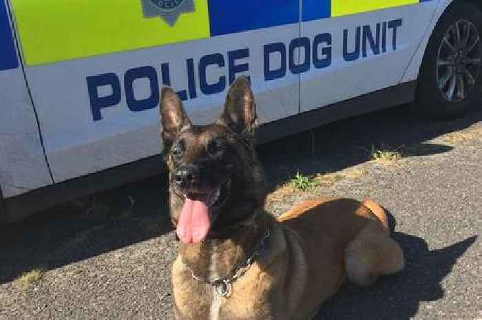 Heroic ex-Surrey Police dog who needed emergency life-saving surgery saved with help from pioneering charity