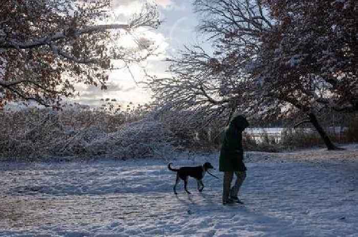 Dog trainer on breeds he 'hates working with' – and one is capable of 'harm'