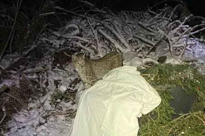 Experts blast 'highly irresponsible' release of Lynx wildcats in Highlands