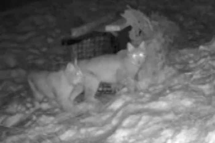 Lynx 'deliberately abandoned' in Highlands safely captured after footage emerged