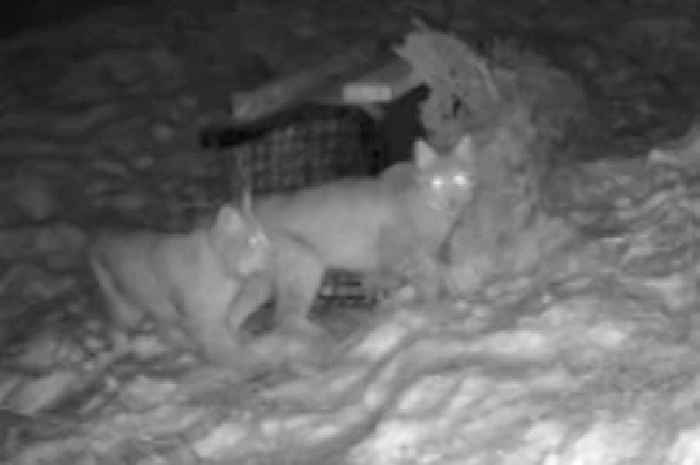 New video of two lynx prowling in Highlands amid major search for big cats