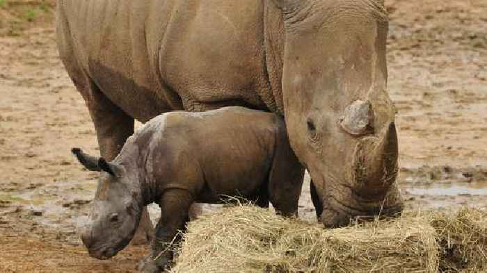 Zebra dies at UK zoo after 'incident' with rhino