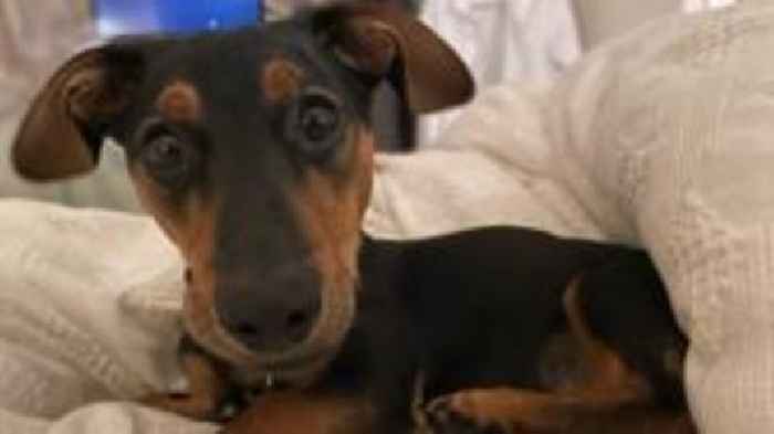 Dachshund punched and thrown by arguing couple