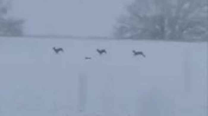 Hare filmed playing in the snow with deer